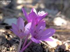Colchicum feinbruniae