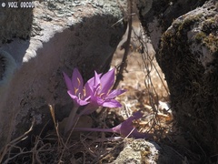Colchicum feinbruniae