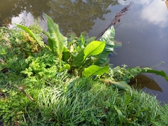 Rumex hydrolapathum