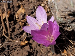 Colchicum feinbruniae
