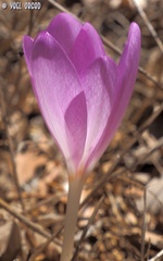 Colchicum feinbruniae