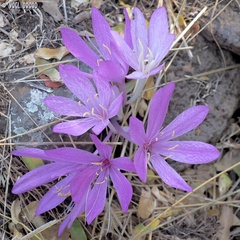 Colchicum feinbruniae