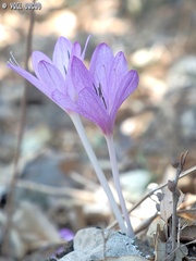 Colchicum feinbruniae