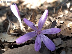 Colchicum feinbruniae