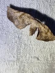 Parepisparis excusata