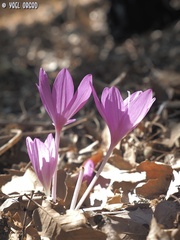 Colchicum feinbruniae
