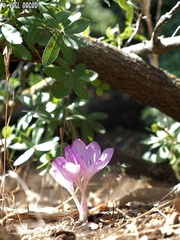 Colchicum feinbruniae