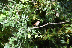 Luscinia megarhynchos