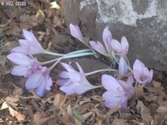 Colchicum feinbruniae