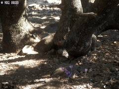 Colchicum feinbruniae