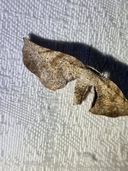 Parepisparis excusata