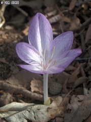 Colchicum feinbruniae