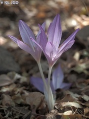 Colchicum feinbruniae