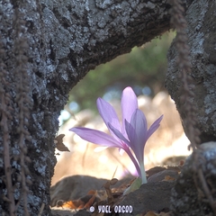 Colchicum feinbruniae
