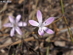 Dianthus polycladus