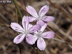 Dianthus polycladus