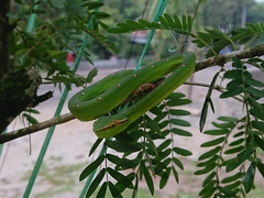 Tropidolaemus wagleri