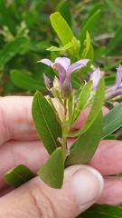 Billardiera cymosa