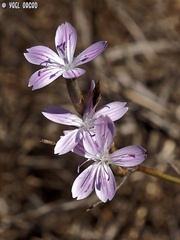 Dianthus polycladus