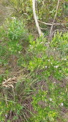 Billardiera cymosa