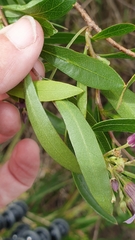 Billardiera cymosa