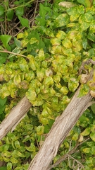 Puccinia myrsiphylli
