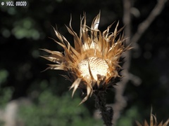 Onopordum cynarocephalum