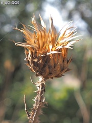 Onopordum cynarocephalum