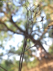 Chaerophyllum nodosum