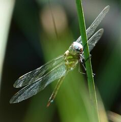 Rhionaeschna psilus