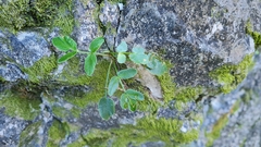 Gingidia montana