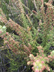 Erica hispidula
