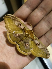 Saturnia jonasii jonasii