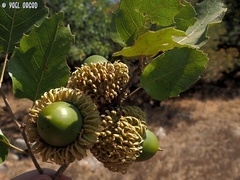 Quercus ithaburensis