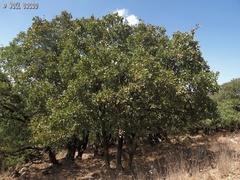 Quercus ithaburensis