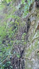 Gingidia montana