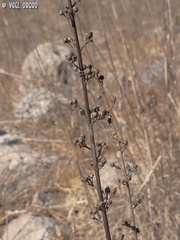 Scrophularia rubricaulis