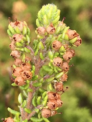 Erica hispidula