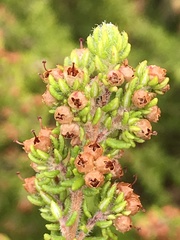 Erica hispidula