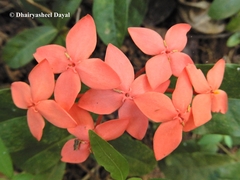 Ixora