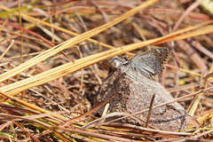 Caprona alida