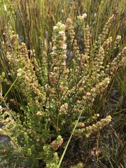 Erica hispidula