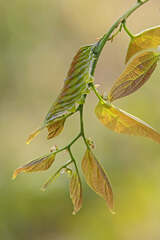 Hestina assimilis