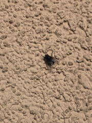 Calyptratae