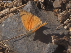 Colotis fausta