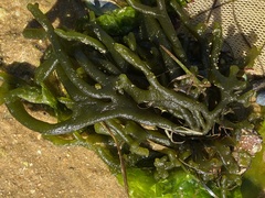 Codium
