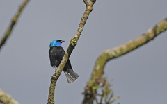 Stilpnia cyanicollis