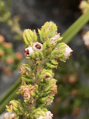 Erica hispidula