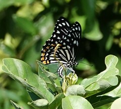 Papilio clytia