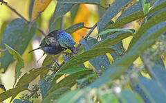 Stilpnia cyanicollis